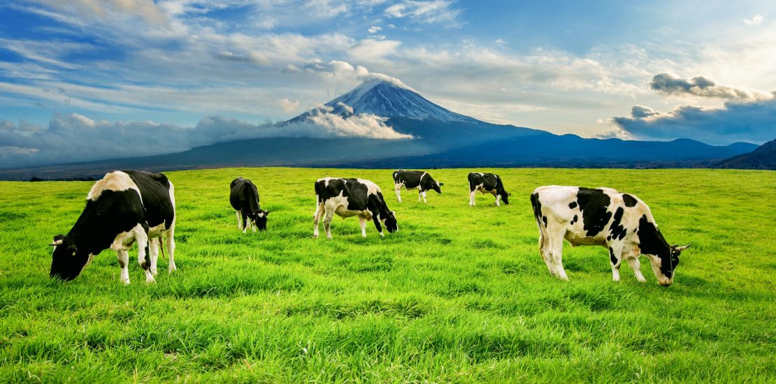 Cows eating lush grass on the green field in front of Fuji mountain, Japan.